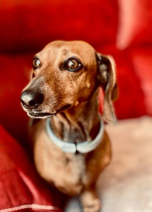 A tan dachshund with a light blue collar looks intently to the side against a vibrant red background.